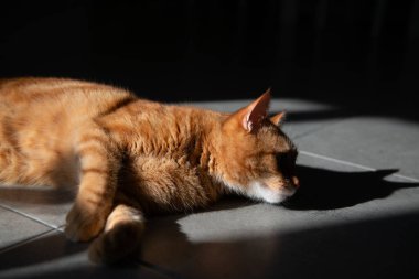 Güzel, genç, kızıl, tekir kedi evde yerde yatıyor ve güneş ışınlarının altında dinleniyor.
