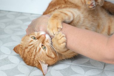 Kızgın, agresif, kızıl, tekir kedi ısırır, tırmalar ve bir kadının eli ona dokunmaya çalışır.