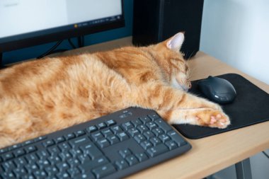 Tatlı tembel kızıl kedi iyi beslenmiş ve tatmin olmuş evde uyuyor. Tuş takımının yanında. Evde çalış.