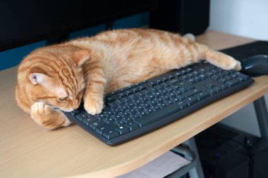 Tatlı tembel kızıl kedi iyi beslenmiş ve tatmin olmuş evde uyuyor. Tuş takımının yanında. Evde çalış.