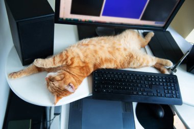 Tatlı tembel kızıl kedi iyi beslenmiş ve tatmin olmuş evde uyuyor. Tuş takımının yanında. Evde çalış.