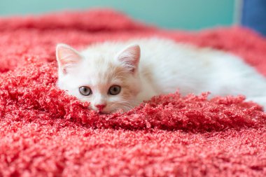 Küçük sevimli beyaz kedi uyumadan önce pembe ekose üzerinde uzanır.