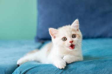 Evdeki küçük şirin beyaz kedi yavrusu mavi kanepede uzanıyor. 