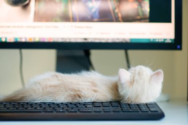 Kızıl benekli güzel beyaz kedi yavrusu iş yerindeki tuş takımının yanındaki monitöre bakıyor. Evde çalış.