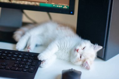 Kızıl benekli güzel beyaz kedi yavrusu evde, tuş takımının yanında uyuyor. Evde çalış.