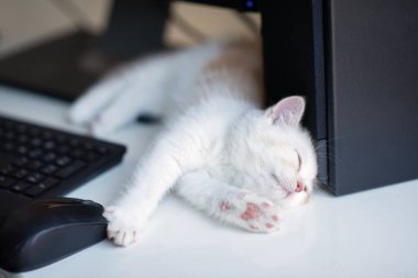 Kızıl benekli güzel beyaz kedi yavrusu evde, tuş takımının yanında uyuyor. Evde çalış.