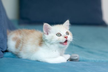 Evdeki mavi kanepede oyuncak fareyle oynayan sevimli beyaz kedi yavrusu. 