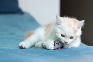Evdeki mavi kanepede oyuncak fareyle oynayan sevimli beyaz kedi yavrusu. 