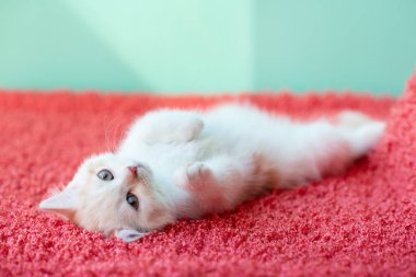 Küçük sevimli beyaz kedi uyumadan önce pembe ekose üzerinde uzanır.