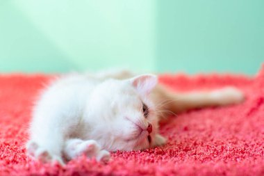 Küçük sevimli beyaz kedi uyumadan önce pembe ekose üzerinde uzanır.