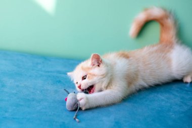 Evdeki mavi kanepede oyuncak fareyle oynayan sevimli beyaz kedi yavrusu. 