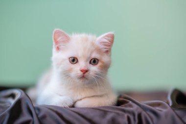 Şirin beyaz kedi yavrusu kahverengi ipek bir çarşafta uzanıyor ve evdeki kameraya bakıyor. 