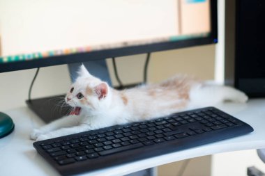 Ginger benekli güzel beyaz kedi yavrusu evde klavyenin yanındaki iş yerinde ağzı açık uzanıp esniyor. Evde çalış.