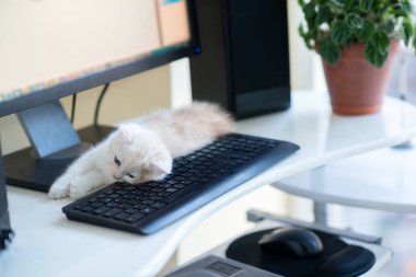 Kızıl benekli güzel beyaz kedi yavrusu evde, tuş takımının yanında uyuyor. Evde çalış.