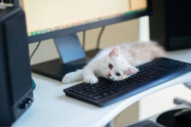 Kızıl benekli güzel beyaz kedi yavrusu evde, tuş takımının yanında uyuyor. Evde çalış.