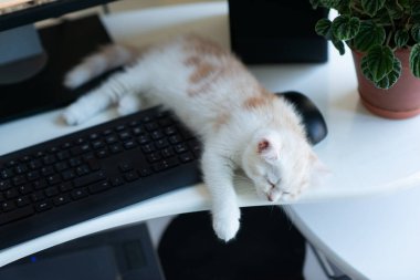 Kızıl benekli güzel beyaz kedi yavrusu evde, tuş takımının yanında uyuyor. Evde çalış.