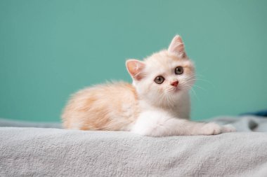 Evdeki yeşil duvarın üzerinde gri ekose üzerine uzanmış küçük İskoç beyaz tekir kedisi. 