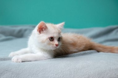 Evdeki yeşil duvarın üzerinde gri ekose üzerine uzanmış küçük İskoç beyaz tekir kedisi. 