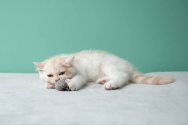 Evdeki gri kanepede oyuncak fareyle oynayan sevimli beyaz kedi yavrusu. 