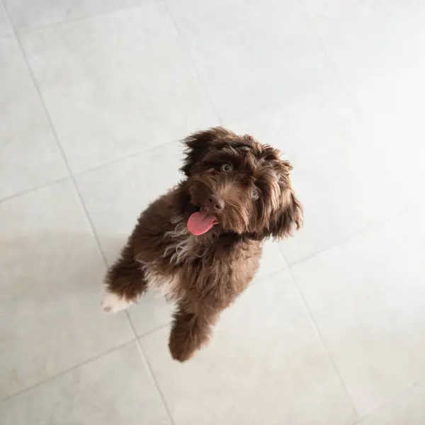 stock image Puppy Yorkiepoo jumping. Cute designer breed little dog, yorkshire terrier and poodle mix. Adorable pet's indoor portrait 