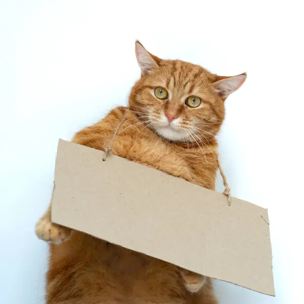 stock image Fluffy young ginger cat stands and holds cardboard with copy space for message in his paws indoor