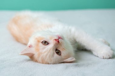 Şirin beyaz İngiliz kedi yavrusu pembe ekoseye uzanıp kameraya bakıyor.