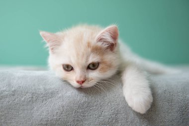 Evdeki yeşil duvarın üzerinde gri ekose üzerine uzanmış şirin küçük İskoç beyaz kedisi. 