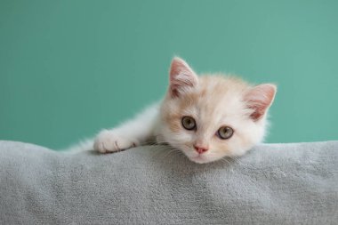 Küçük şirin İskoç beyaz kediciği gri ekose üzerinde uzanıyor ve evdeki yeşil duvarın üzerinden kameraya bakıyor. 