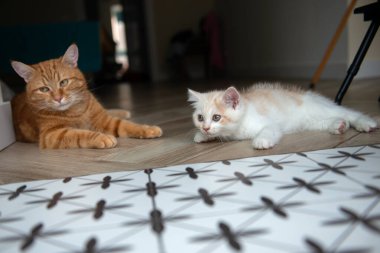 Evde yerde yatan iki yetişkin ve sıska kedi. Bir kedi ve bir yetişkin kedi oyun oynuyorlar.