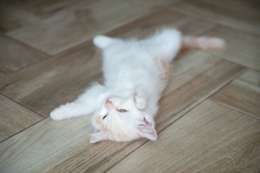 Küçük şirin İskoç beyaz kedisi fayanslarla döşenmiş yerde yatıyor ve evde uyuyor. 