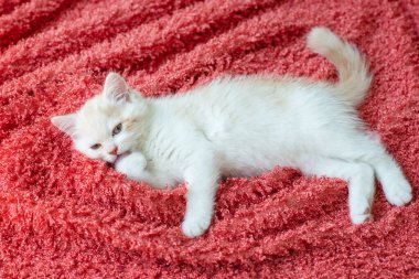 Şirin beyaz kedi yavrusu uyumadan önce ağzını pembe ekoseyle yıkıyor.