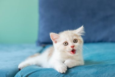 Evdeki küçük şirin beyaz kedi yavrusu mavi kanepede uzanıyor. 