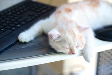 Kızıl benekli güzel beyaz kedi yavrusu evde, tuş takımının yanında uyuyor. Evde çalış.