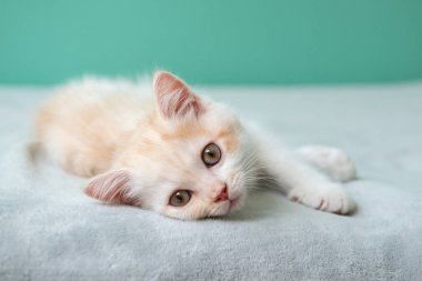 Şirin beyaz İngiliz kedi yavrusu pembe ekoseye uzanıp kameraya bakıyor.