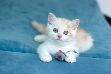 Evdeki mavi kanepede oyuncak fareyle oynayan sevimli beyaz kedi yavrusu. 