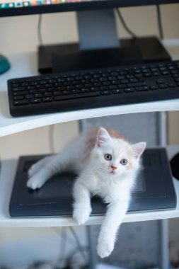 Kızıl benekli güzel beyaz kedi yavrusu evde, tuş takımının yanında uyuyor. Evde çalış.