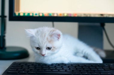 Kızıl benekli güzel beyaz kedi yavrusu evde, tuş takımının yanında uyuyor. Evde çalış.