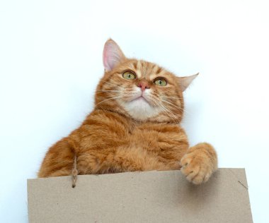 Genç tüylü kızıl kedi ayakta duruyor ve içinde kopya alanı olan kartonları tutuyor.