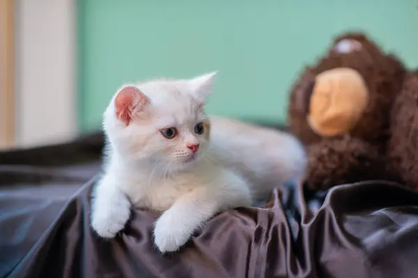 stock image Cute little white kitten lies on a brown silk sheet at home 