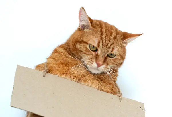 stock image Fluffy young ginger cat stands and holds cardboard with copy space for message in his paws indoor