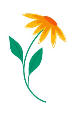 Ekinezya çiçekli dal doğal element botanik sanatı