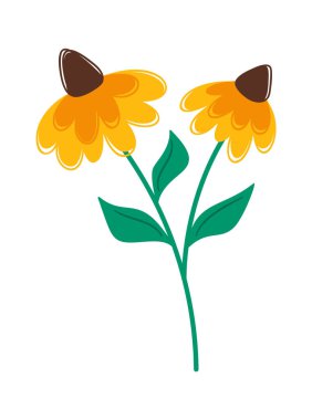 Ekinezya çiçeği şifalı bitki sapı dekoratif element