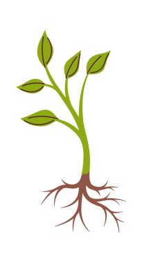 Kökleri çizilmiş genç ağaç filizleri.