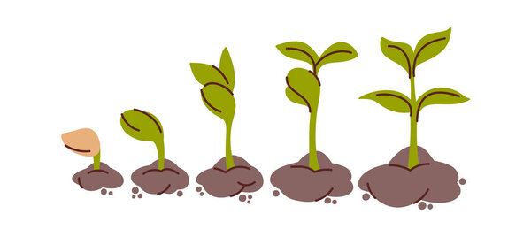 Этапы роста рассады растений