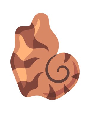 Tropik plaj kabuğu kahverengi nautilus yumuşakça element