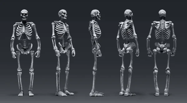 Conjunto Esqueleto Humano Aislado Sobre Fondo Negro —  Fotos de Stock