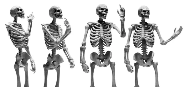 Set Van Menselijk Skelet Geïsoleerd Witte Achtergrond — Stockfoto