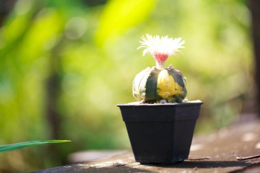 Üzerinde güzel bir çiçek olan siyah tencerede canlı kaktüsler..