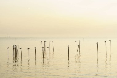 Durgun sulardaki ahşap direklere tünemiş kuşların yer aldığı sakin bir manzara, günbatımında sakin bir atmosfer yaratıyor. yumuşak renkler huzurlu sahneyi canlandırır