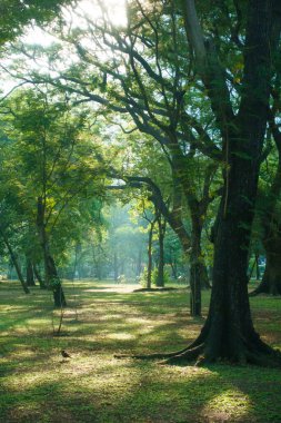 Uzun ağaçların olduğu sakin bir park sahnesi, benekli güneş ışığı, ve yemyeşil verimli bir ortam yaratıyor. yumuşak ışık yaprakların arasından süzülür, doğal güzelliği arttırır.